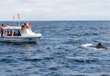 El Planeta Agua, la seguridad de las ballenas y el cuidado ambiental
